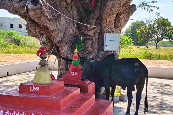 ಬಿಸಿಲಿನ ತಾಪಕ್ಕೆ ತತ್ತರಿಸಿದ ಜಾನುವಾರುಗಳು..!